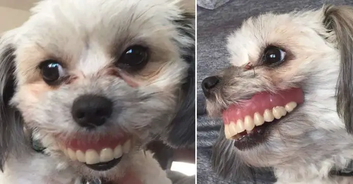 dog-dentures-smile dog dentures smile