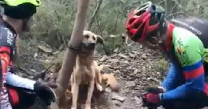 dog-found-tightly-tied-to-a-tree dog found tightly tied to a tree