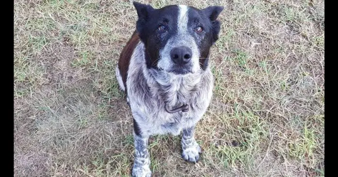 elderly-dog-stay-with-3-year-old-lost elderly dog stay with 3 year old lost