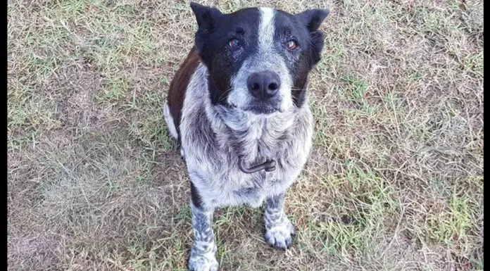 elderly dog stay with 3 year old lost