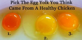 free range vs factory farmed eggs