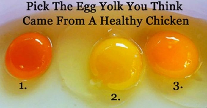 free range vs factory farmed eggs
