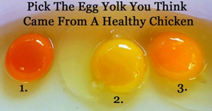 free-range-vs-factory-farmed-eggs free range vs factory farmed eggs