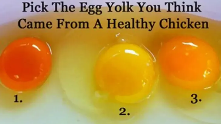 free range vs factory farmed eggs