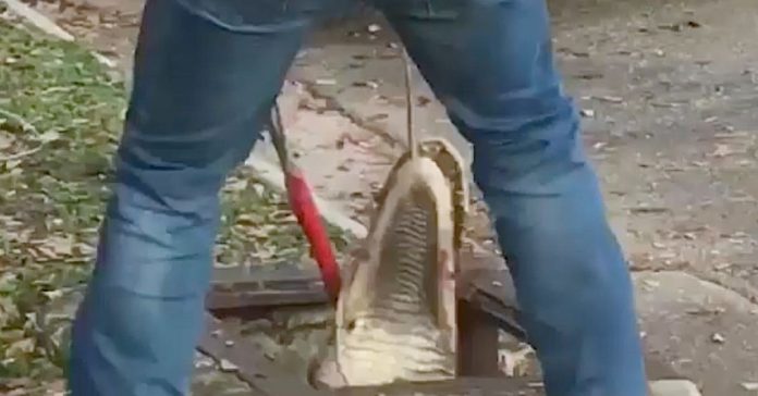 girl-looking-for-her-cat-discovers-alligator girl looking for her cat discovers alligator