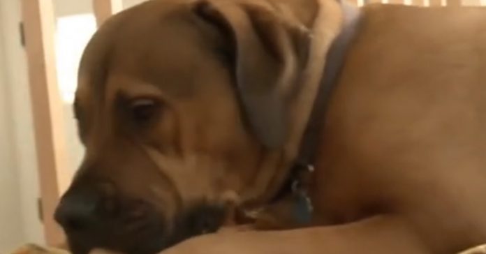 incompetent-guard-dog-sleeping-drunken-intruder incompetent guard dog sleeping drunken intruder