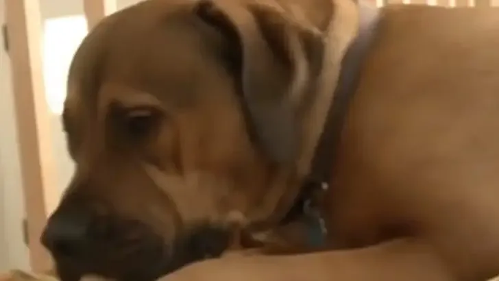 incompetent guard dog sleeping drunken intruder
