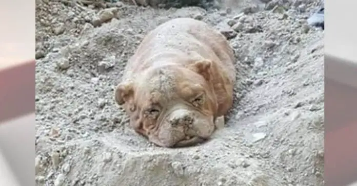 man-buried-Mastiff-alive man buried Mastiff alive
