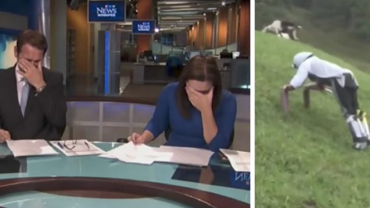 news anchors laughter goat man story
