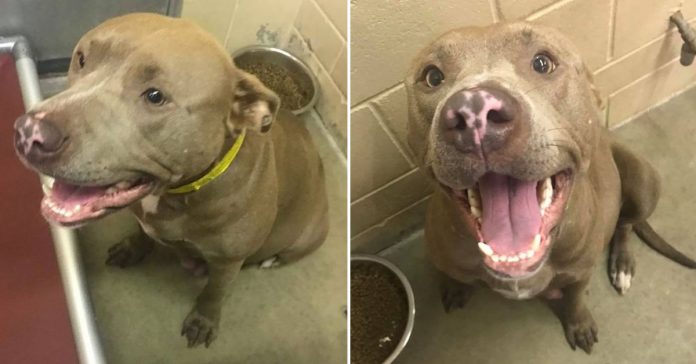 owner-surrenders-aggressive-pregnant-pit-bull owner surrenders aggressive pregnant pit bull