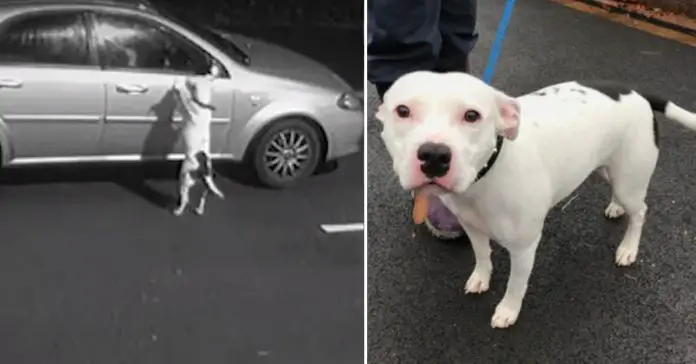 snoop dog abandoned car