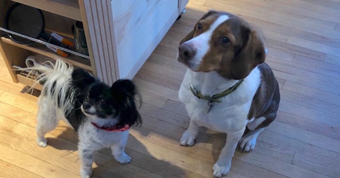 2-dogs-called-911 2 dogs called 911