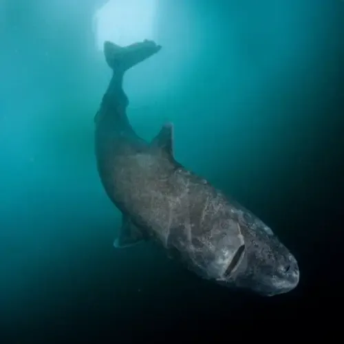 512-year-old shark