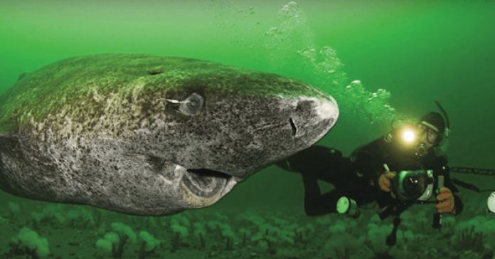 512-year-old-shark 512-year-old shark