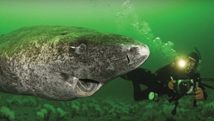 512-year-old shark