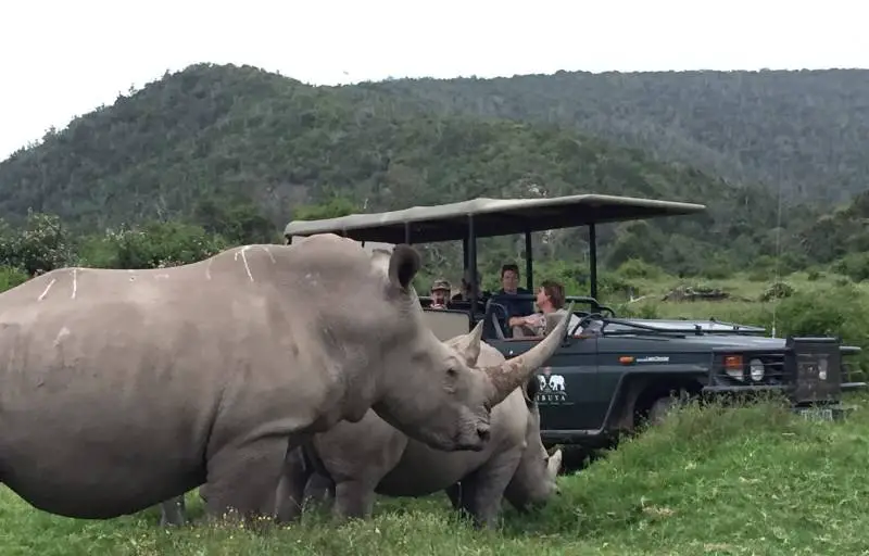 Pride Of Lions Eats 3 Rhino Poachers Alive In South African Game Reserve