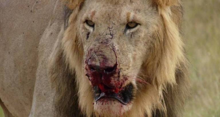 Pride Of Lions Eats 3 Rhino Poachers Alive In South African Game Reserve