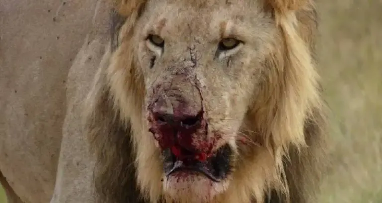 Pride Of Lions Eats 3 Rhino Poachers Alive In South African Game Reserve