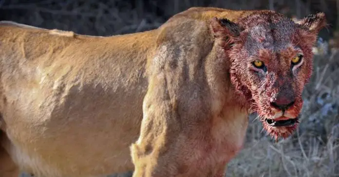 Lions-Eats-3-Rhino-Poachers Lions Eats 3 Rhino Poachers
