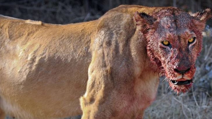 Lions Eats 3 Rhino Poachers