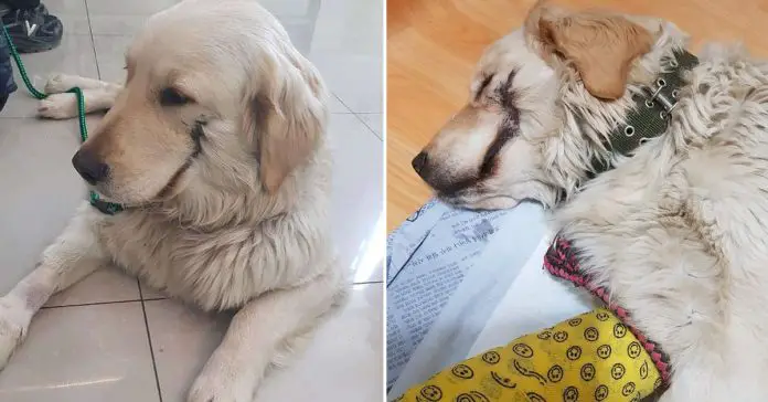 bobby-Golden-Retriever-puppy bobby Golden Retriever puppy