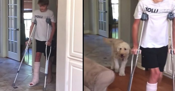 dog-mocking-brothers-walk dog mocking brother walk