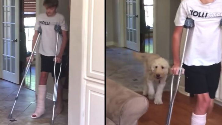 dog mocking brother walk