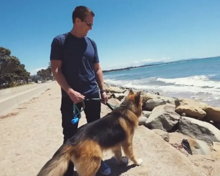 dog sees the ocean