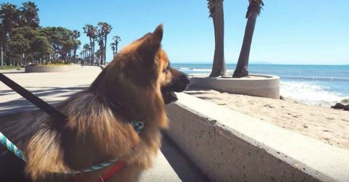 dog-sees-the-ocean-for-the-first-time dog sees the ocean for the first time