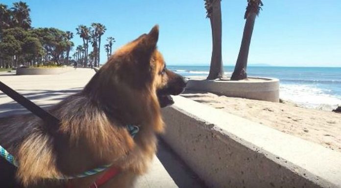 dog sees the ocean for the first time