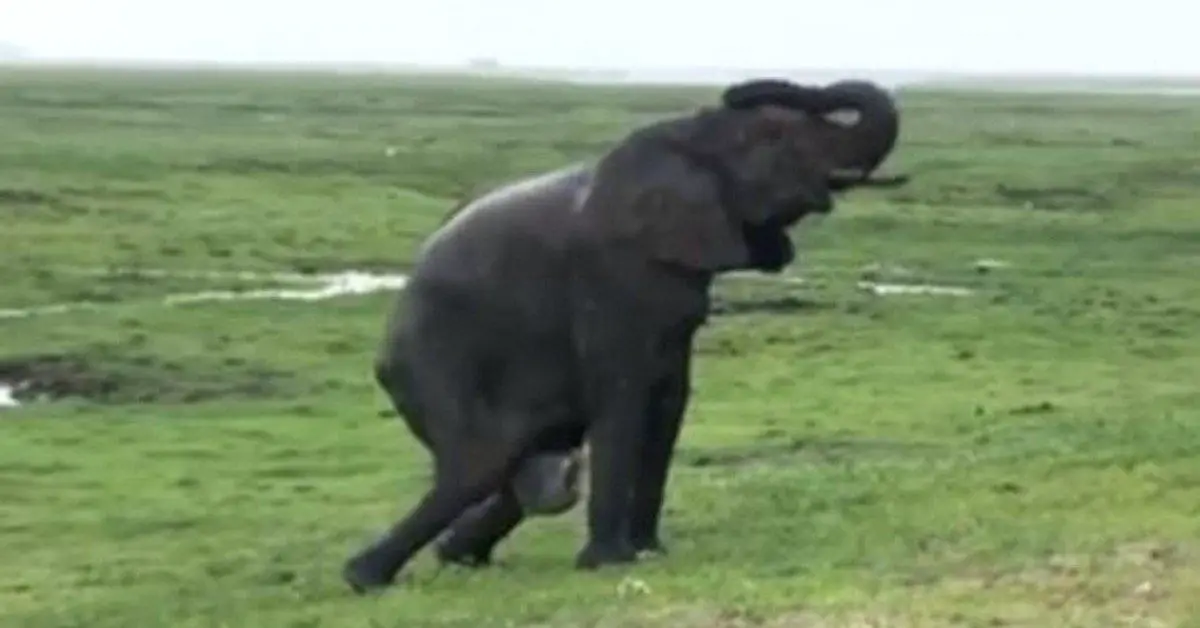 Elephant Gives Birth And Herd Comes Charging Over To Greet It