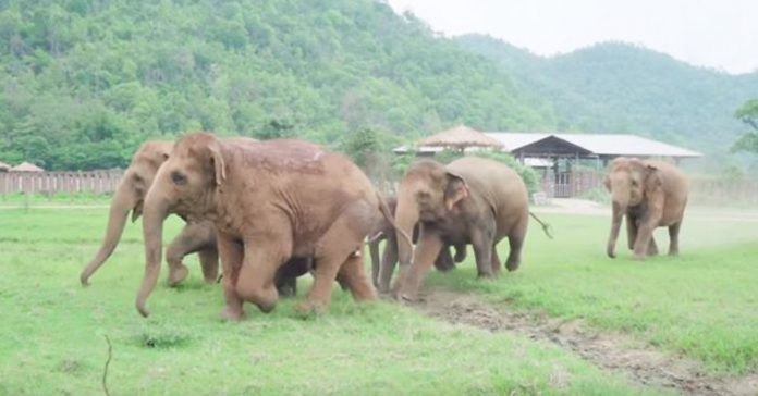 elephants-greet-rescued-baby elephants greet rescued baby
