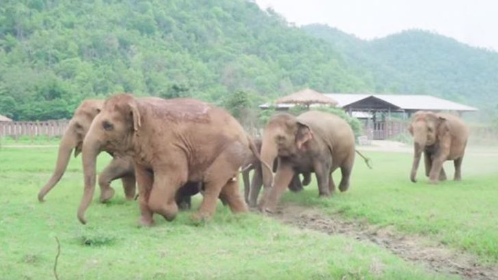 elephants greet rescued baby