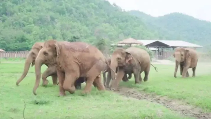 elephants greet rescued baby