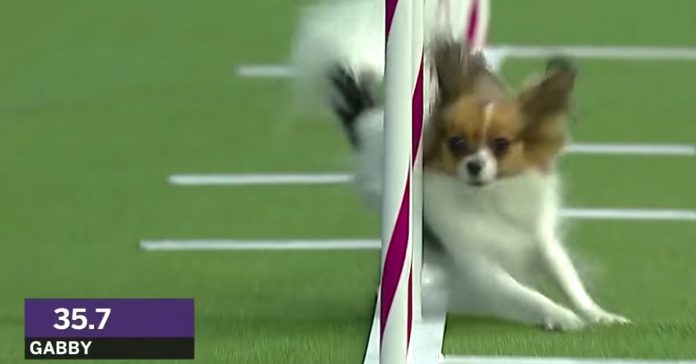 gabby-the-papillon-agility-speed-record