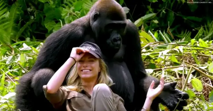 gorilla-steals-baseball-cap gorilla steals baseball cap