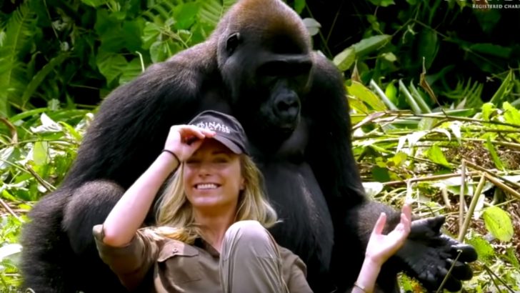 gorilla steals baseball cap