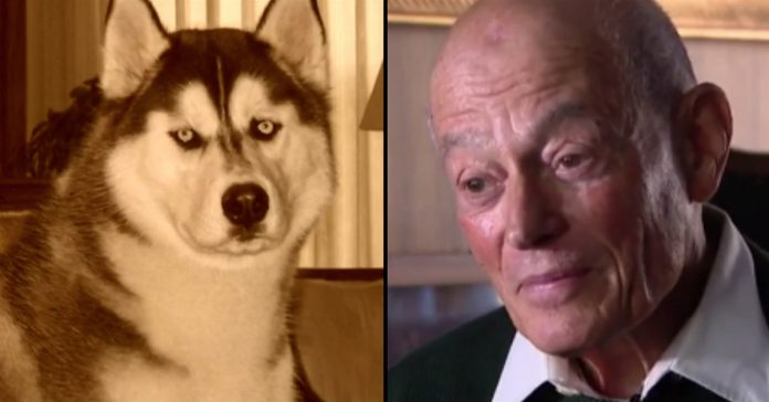 grandpa-lost-husky-found grandpa lost husky found