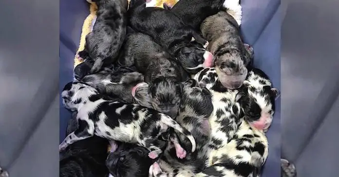 great-dane-never-ending-litter great dane never ending litter