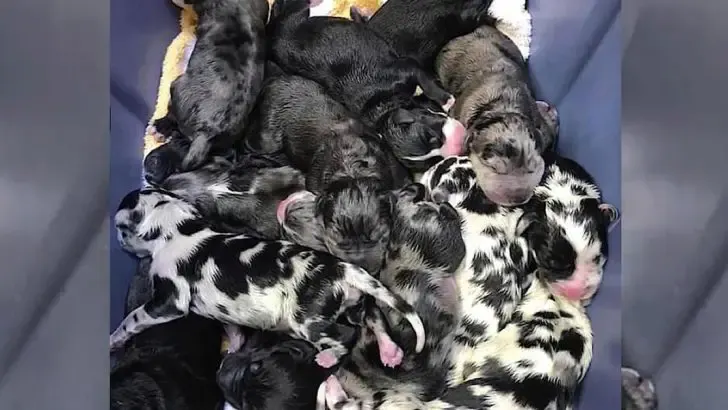 great dane never ending litter