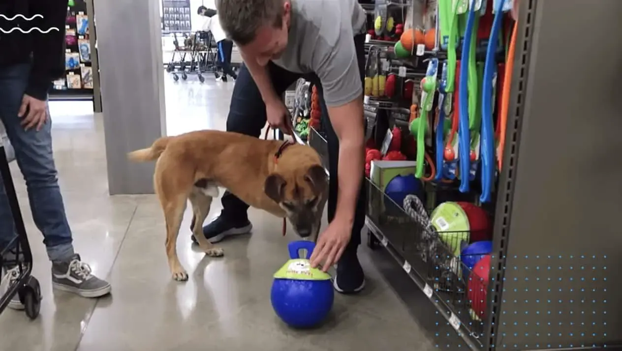 man buys everything elderly dog touches