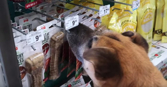 man-buys-everything-elderly-dog-touches man buys everything elderly dog touches