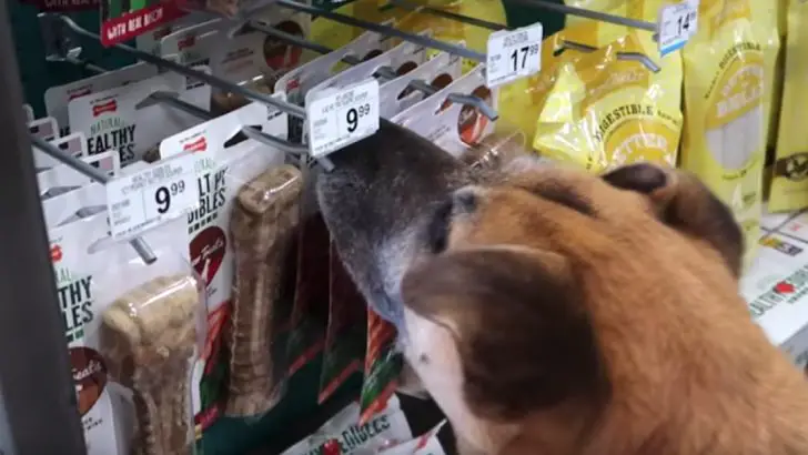 man buys everything elderly dog touches