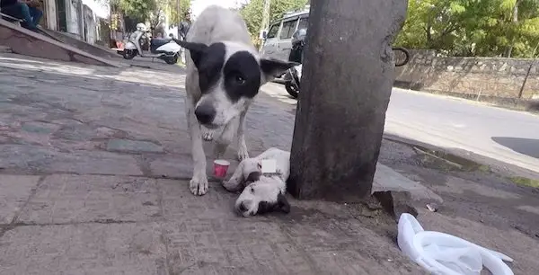 mother dog cries