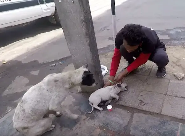 mother dog cries