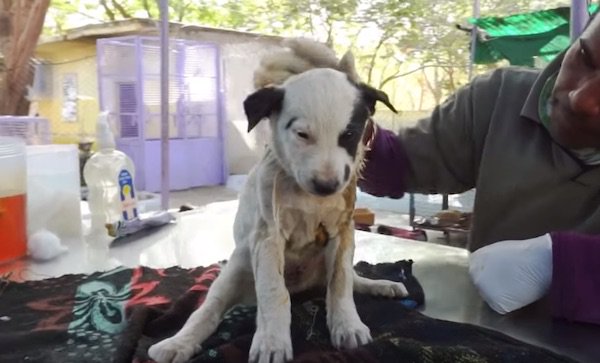 mother dog cries