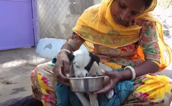 mother dog cries