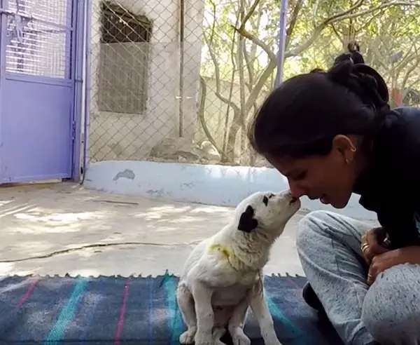 mother dog cries