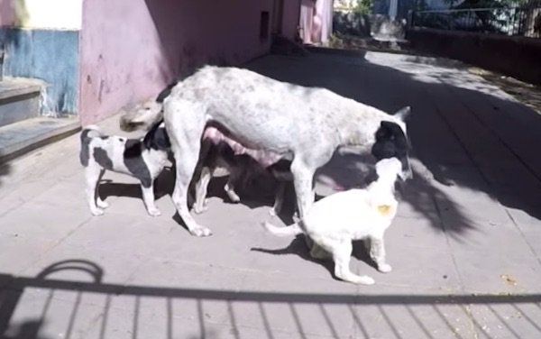 mother dog cries