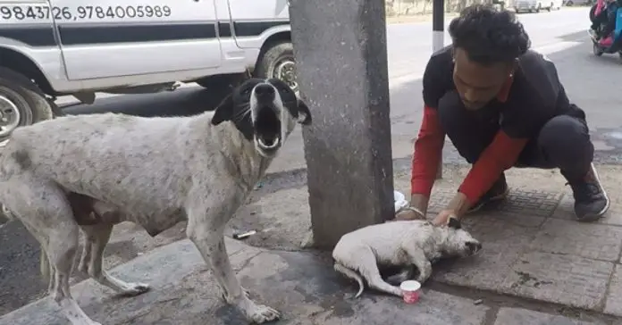mother-dog-cries-out-for-help mother dog cries out for help